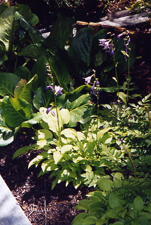 Funkienblüte (Mai/Juni 2002)