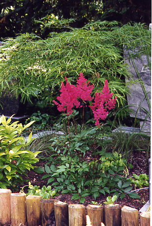 rote Astilbe (Mai/Juni 2002)