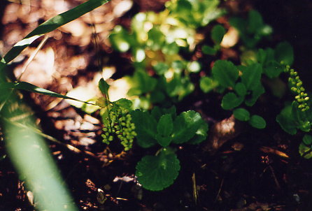 Goldtröpfchen (Juni 2003)