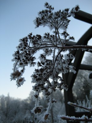 Kletterhortensienblüte - auch im Winter eine Zier