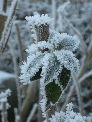 Wachstum der winterlichen Art