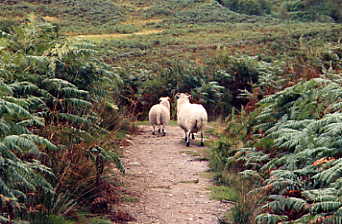 Conic Hill Schafe