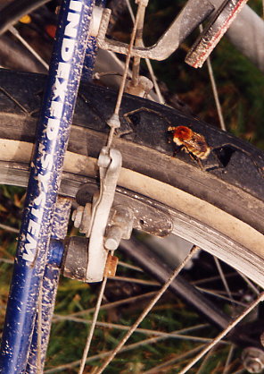 Geht hier das Fahrrad nach Maes Howe?