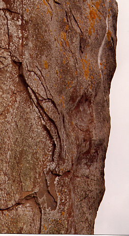 Ring of Brodgar - Raubvogelkopf