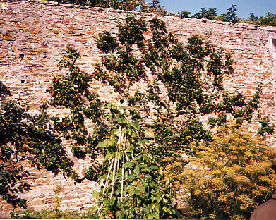 Balfour Castle - Walled Garden