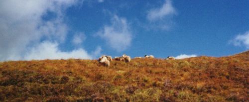 Schottisches Stillleben - Heide - Schafe - Himmel