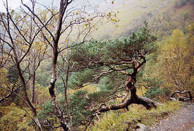 Glen Nevis - Kiefer