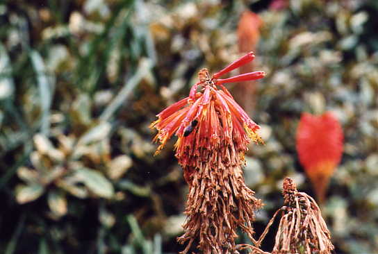 Detail formal garden