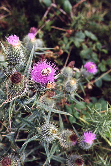 Distelblüten mit Hummeln