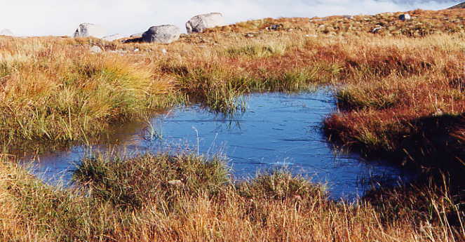 Nevis Range - frostige Pfütze