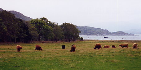 Ardnamurchan - Hochlandrinder am Natural History Centre