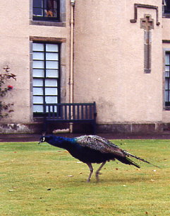 Pfau