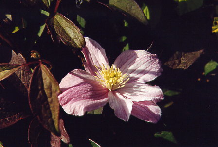 Inverewe - Blumen im walled garden