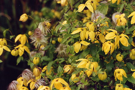 Inverewe - Blumen im walled garden