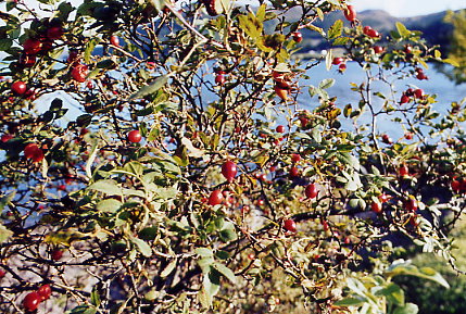 Loch Maree - Hagebutten