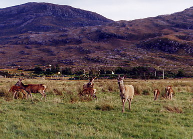 Torridon - Rotwildgehege