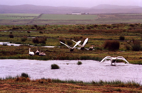 Schwanenfamilie beim RSPB-Hide am Loch Gruinart