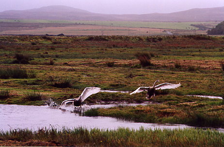 Schwanenfamilie beim RSPB-Hide am Loch Gruinart