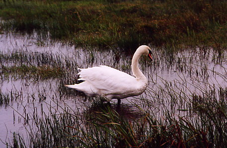 Schwanenfamilie beim RSPB-Hide am Loch Gruinart