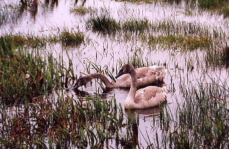 Schwanenfamilie beim RSPB-Hide am Loch Gruinart