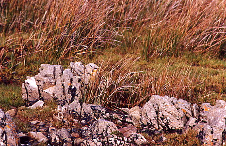 Gras zwischen Steinen