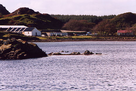 Lagavulin Bay - Seehunde