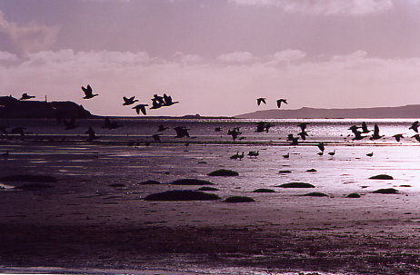 Loch Indaal - Nonnengänse