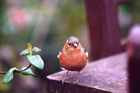 Threave Garden