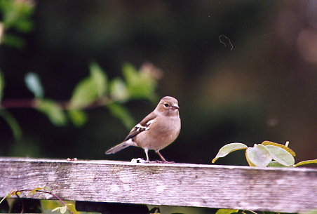 Threave Garden