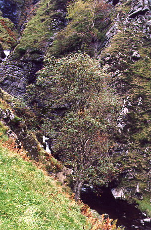 Grey Mare's Tail