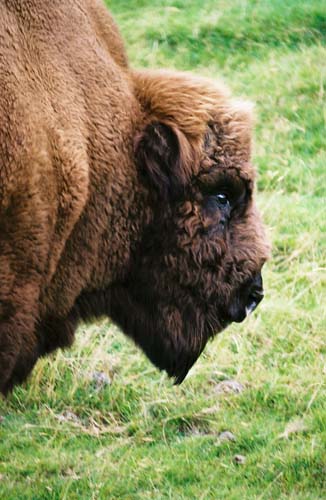 Bison - liebevolle Augen