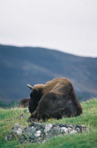 Stein - Fels - Berg (Bison)