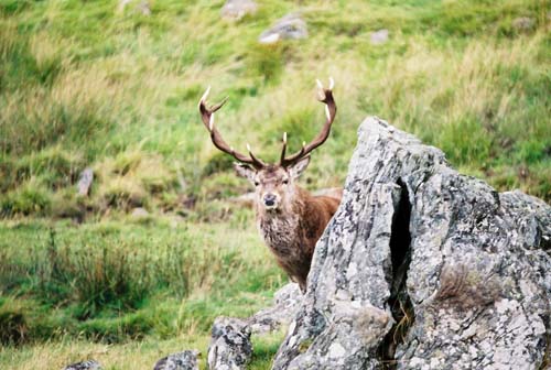 Rotwildhirsch: Na, alles verstanden?