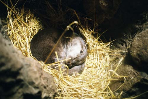 Otter träumt