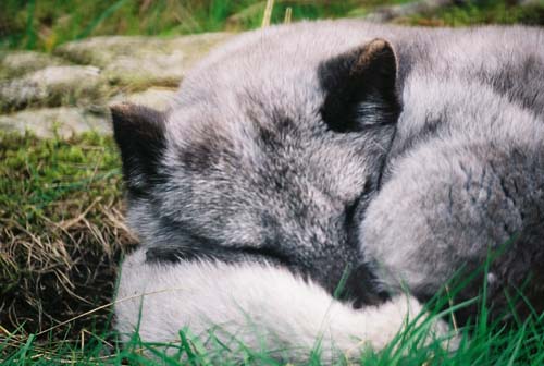 Eisfuchs - kuschelige Träume