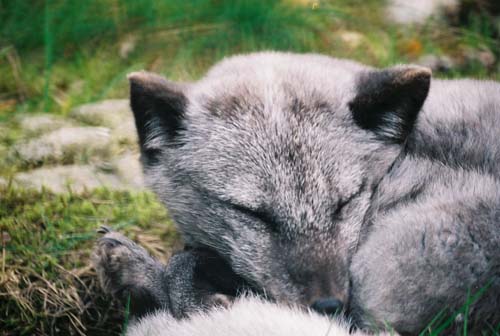 Eisfuchs - kurzer Kontrollblick