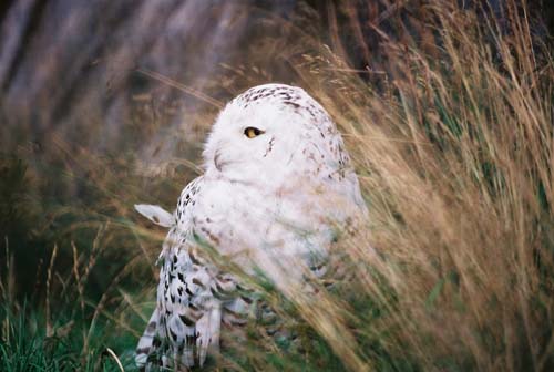 Mrs. Snowy Owl