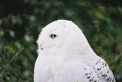 Mr. Snowy Owl