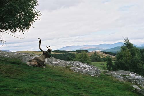 Monarch of the Glen