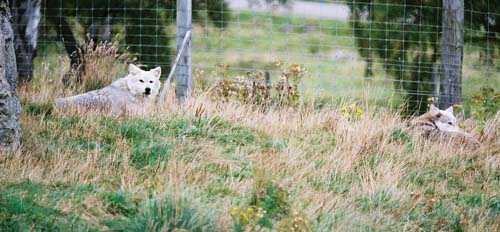 Wölfe im Highland Wildlife Park