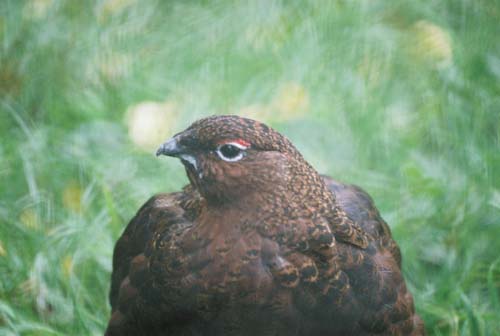 schottische Moorhuhn