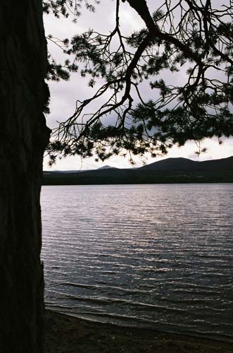 Loch Garten im Gegenlicht