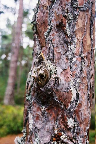 Wurde hier ein Frosch in einen Baum verzaubert?