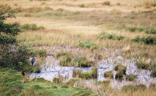 Insh Marshes - Fischreiher im Windschatten