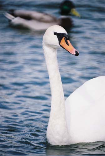 Höckerschwan im Halbprofil