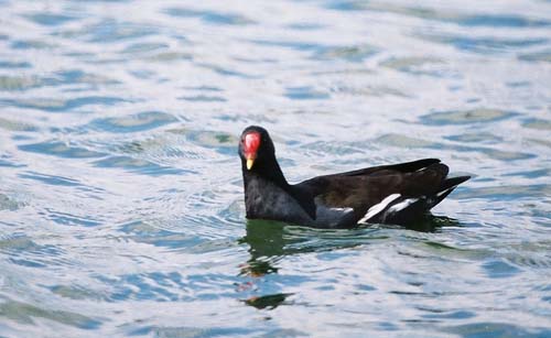 Teichhuhn (Moorhen)