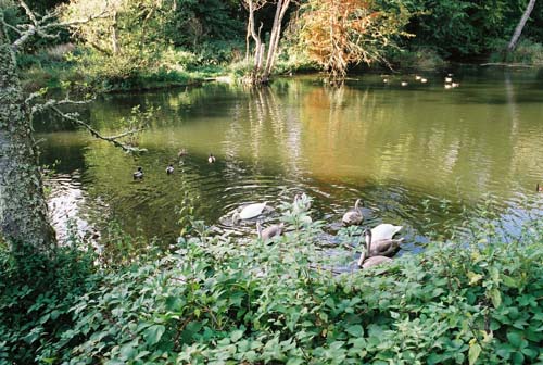 Traquair - Schwanenfamilie im Schlossteich