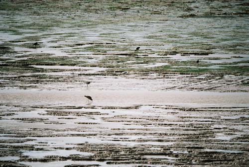 Rotschenkel (Redshank)