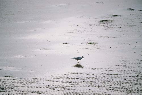 Lachmöve (black-headed Gull)