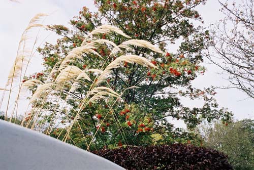 Herbsfarben: Gräser, Rotbuche und Vogelbeeren